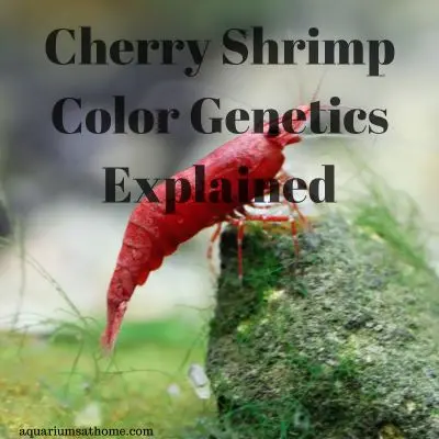 cherry shrimp color genetics