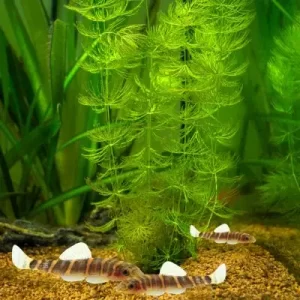 fire eyed loach