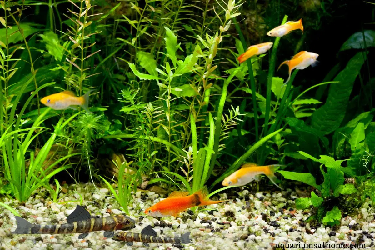 Fire Eyed Loach Care Guide
